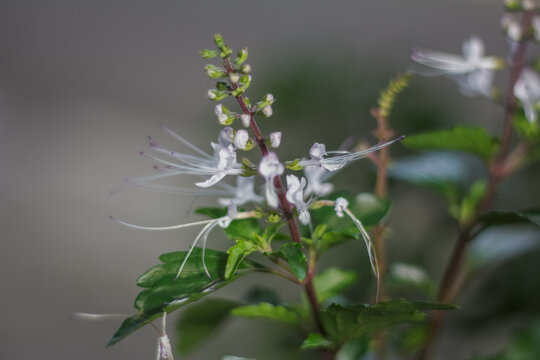 Cats whiskers ( Orthosiphon aristatus) flowers.Lamiaceae perennial plants. A medicinal herb that has a diuretic and blood pressure-lowering effect when dried and drunk.
