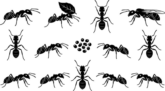 Insect Insects ant ants emmet pismire banner Vector, vector set silhouette
