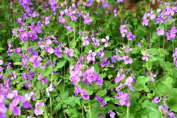 ハナダイコンの花