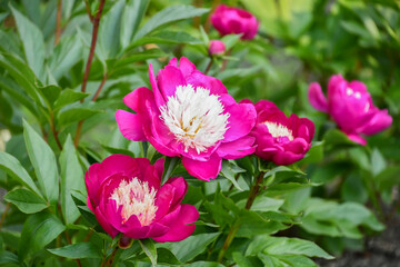 シャクヤク「天真」　Peony 'Tenshin'