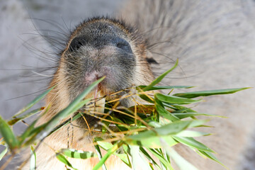 草を食べるカピバラのアップ　A close-up of a capybara eating grass