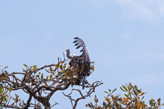 ruppell's griffon vulture or gyps rueppelli bird perched in tree at serengeti national park tanzania