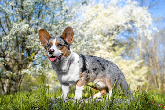 Blue merle corgi dog standing in tall spring grass with tongue out, white flowering trees filling the background under a clear blue sky, low angle view with bright sunshine in bloom now