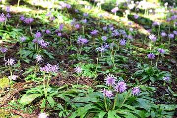 群生するショウジョウバカマの花