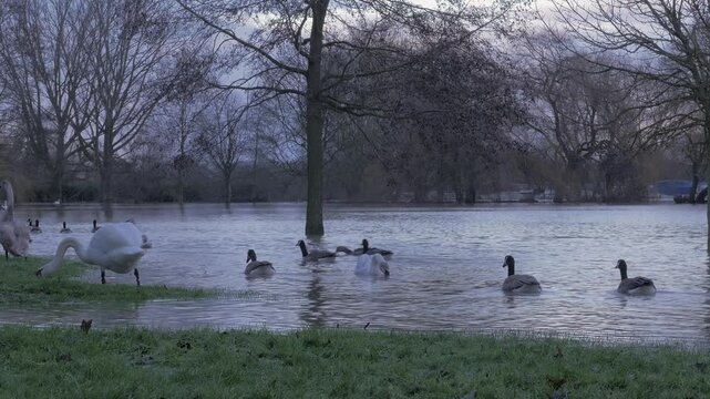 mute swans (Cygnus olor) and canada geese (Branta canadensis) around grass edge of winter flooded park