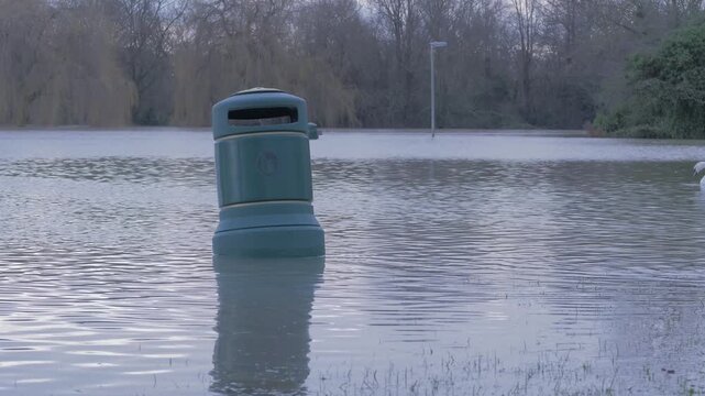 submerged waste bin in flooded park, trees and fast flowing flood water, mute swan drifts into view