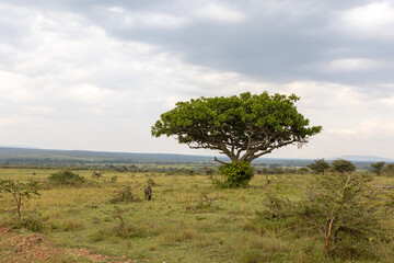Naklejka premium Desert Date tree in the savannah of the Masai Mara National Park in East Africa Kenya KEN