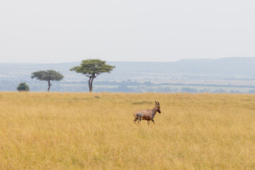 Fototapeta premium Topi antelope running in front of desert date trees in the Masai Mara National Park in East Africa Kenya KEN