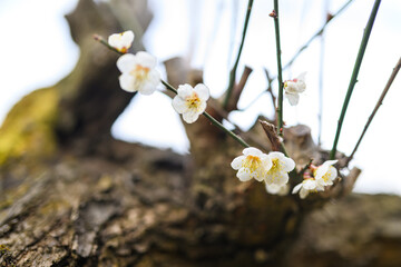 梅の花