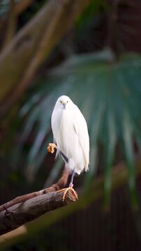Snowy egret stands on a branch in a tropical setting with green background