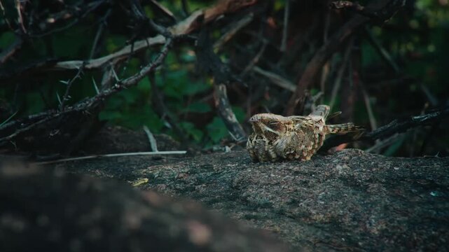 Indian nightjar Sleeping on Rock &ndash; Camouflaged Nocturnal Bird in Natural Habitat forest