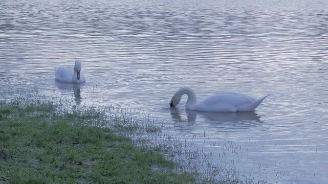 pair of mute swans (Cygnus olor) foraging feeding along grassy edge of flooded park, winter afternoon light