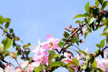 青空と海棠の花