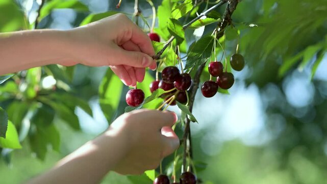 Female hand picking ripening cherry fruits hanging on a cherry tree branch. Close-up slow motion footage. Harvesting berries in cherry orchard on sunny summer day.