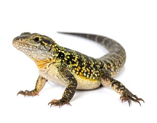 A reptile with a long tail and spotted skin