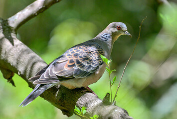 枝に留まるキジバト