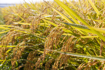 朝露に濡れる収穫期の稲穂　品種：つや姫