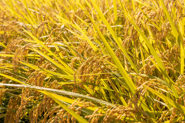 朝露に濡れる収穫期の稲穂　品種：つや姫