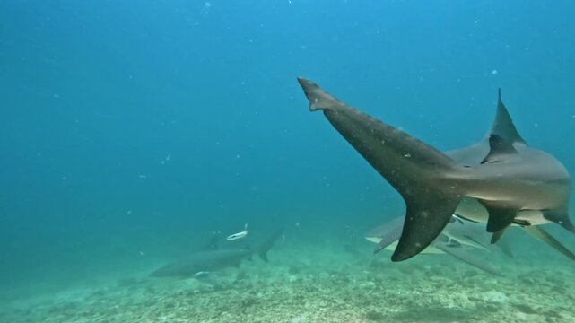 Many bull sharks close up swimming gracefully through clear blue ocean waters above a rocky seabed, with remora fish attached, showcasing predators in their natural habitat. Marine life natural scene