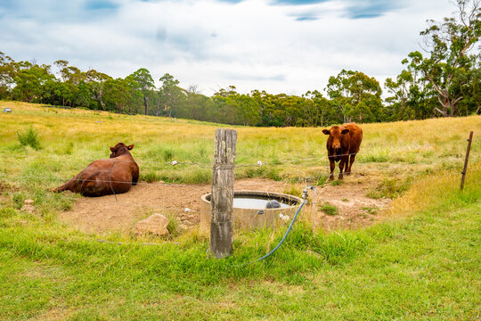 Red bulls of the meat breed graze on a pasture fenced with an electric shepherd on a summer day