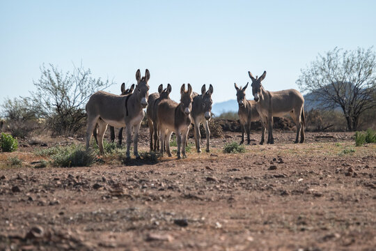 Wild burros in the desert valley of southern Arizona