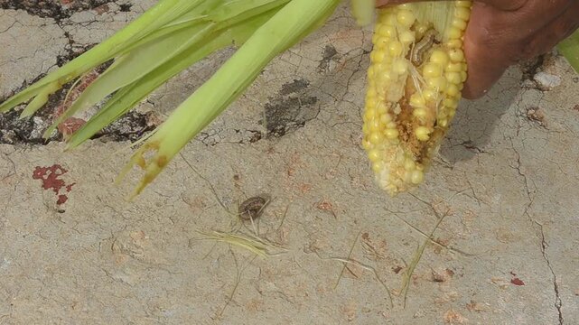 Closeup Husking Corn With Caterpillar