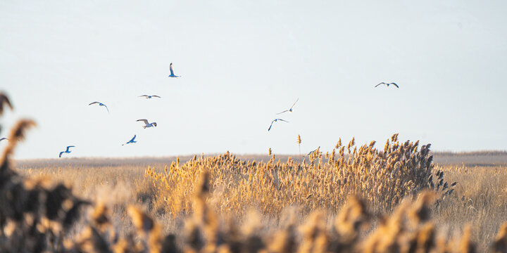 birds flying above the pampas grass at sunset at the Bear River Bird Refuge