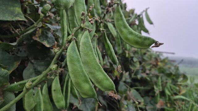 Professional RAW eye level close-up shot of fresh green flat beans (Shim) growing on a vine in Bangladesh, 4K UHD 30fps.