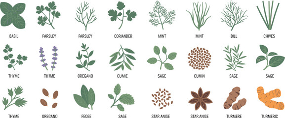 Flat vector herbs and spices collection with basil, parsley, mint, dill, sage, thyme, cumin and turmeric © SreeRupali