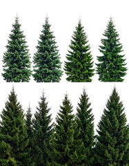 Fototapeta premium A collection of various isolated evergreen fir trees with varied light and colors