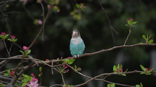 Blue Lovebird Perched on Blooming Crabapple Tree in Spring