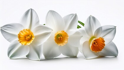 Obraz premium white flower of narcissus papyraceus plant isolated on white background common name paperwhite