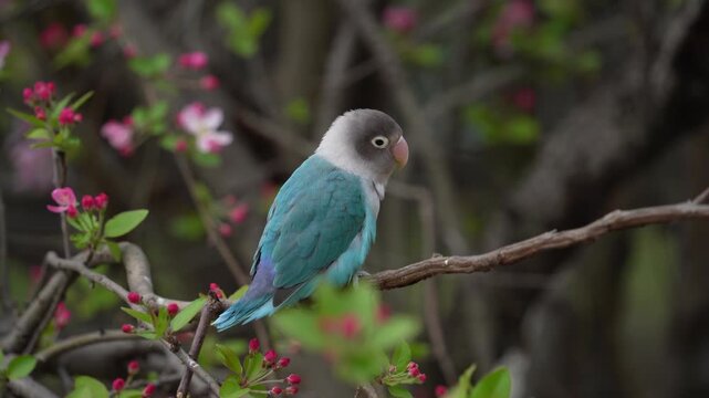 Blue Lovebird Perched on Blooming Crabapple Tree in Spring
