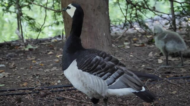 barnacle goose