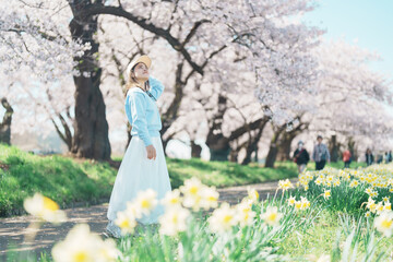 Woman tourist sightseeing Kitakami Tenshochi Park with Sakura Cherry Blossom in Spring, traveler...