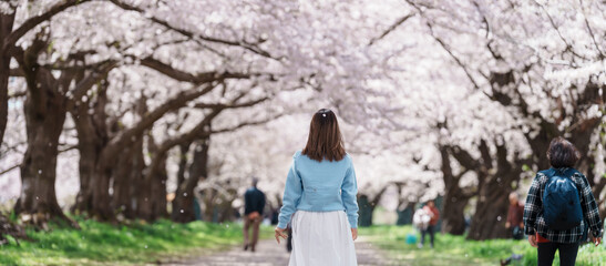 Woman tourist sightseeing Kitakami Tenshochi Park with Sakura Cherry Blossom in Spring, traveler...