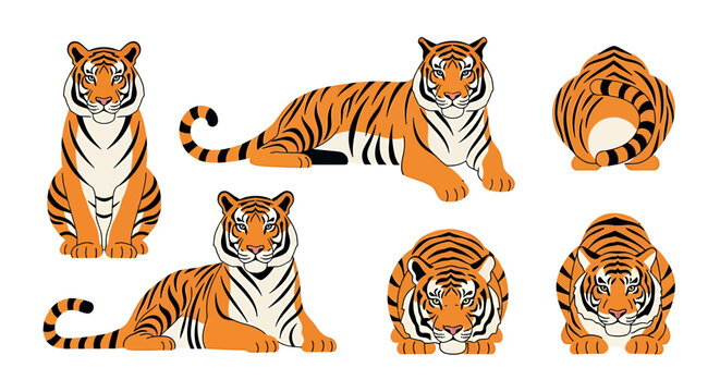 Tiger Illustrations in Various Poses and Angles. Vector Illustrations. EPS Editable