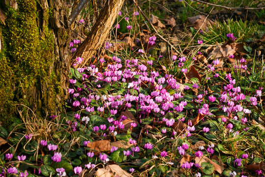 Pink early spring cyclamen (Cyclamen coum) or ivy-leaved cyclamen (Cyclamen hederifolium). These plants often form dense, flowering carpets under trees or at the edge of woodlands in gardens.