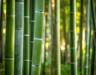 Obraz premium A serene bamboo forest with lush green stalks and blurred background