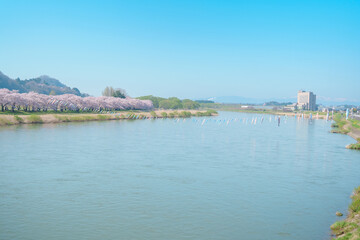 Fototapeta premium Kitakami Tenshochi Park with Sakura Cherry Blossom in Spring, Kitakami festival. Kitakami river in Iwate prefecture, Japan. Famous Landmark for Travel and Vacation destination
