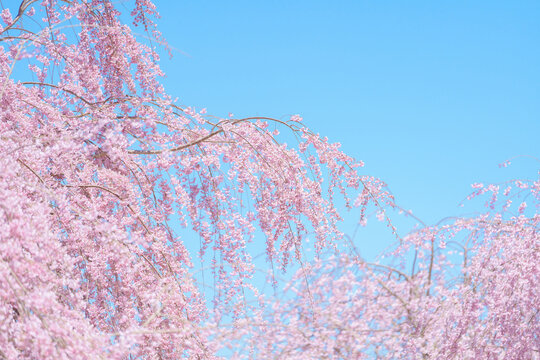 beautiful Spring day, Cherry blossom against blue sky in park, Shidarezakura Weeping Sakura blooming in sunshine day. Japan Travel background, template and wallpaper for spring season and Hanami