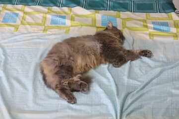 thai cat , old cat in thailand