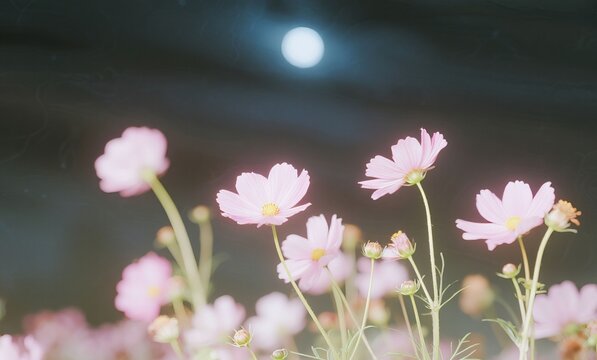Intricate Detail of Pink Flower Petals with Shimmering Water Droplets and Soft Focus - Romantic Nature Background