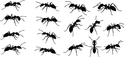 Ant silhouettes collection, insect poses, entomology illustration, biology vector art, crawling ants design, black and white insect anatomy icons © MSTMISLA