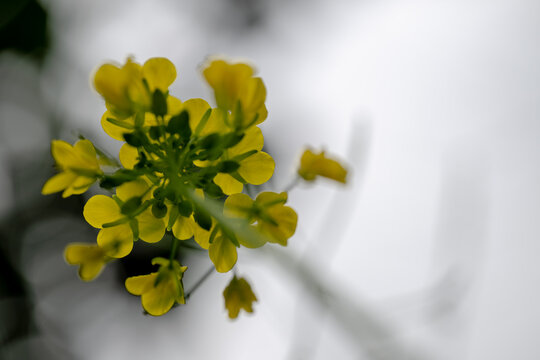 Macro close-up of yellow rapeseed flower cluster with soft gray bokeh background