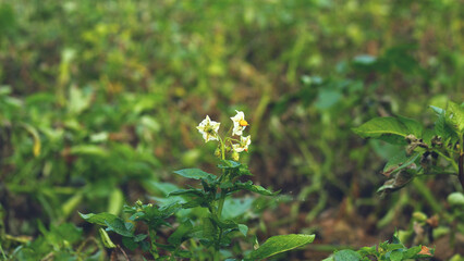 Blossoming Creeping Foxglove (Asystasia gangetica) with Delicate White Flowers in a Lush Meadow
