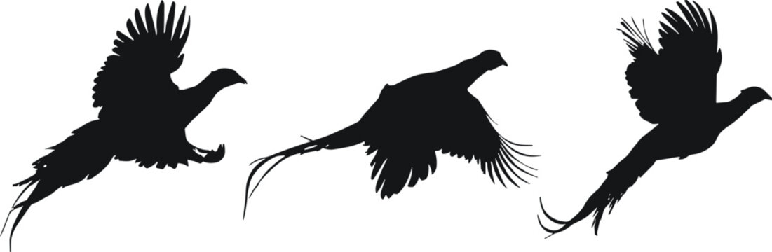 Silhouette pheasants flying in motion, elegant bird flight poses, dynamic wing positions, artistic wildlife collection of three graceful avian figures
