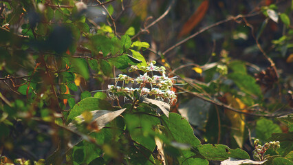 Wild Hill Glorybower (Clerodendrum infortunatum) Shrub Growing in Dense Tropical Forest
