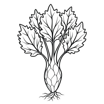 chicory root line art on white
