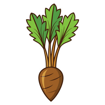 chicory root on white background